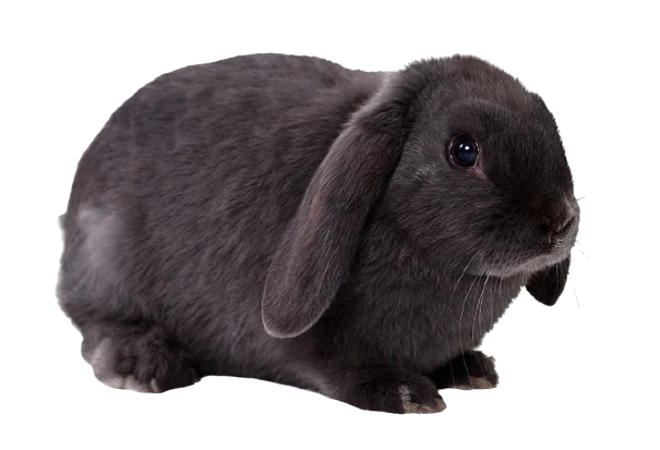 Lapin noir magique - Spectacle de magie