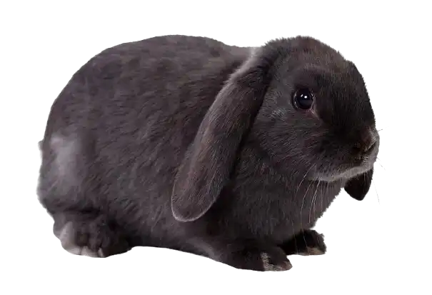 Lapin noir magique - Spectacle de magie